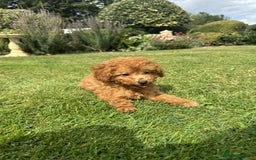 Toy Poodle dogs for sale: Toy poodle puppies looking for their forever home  - Image 16