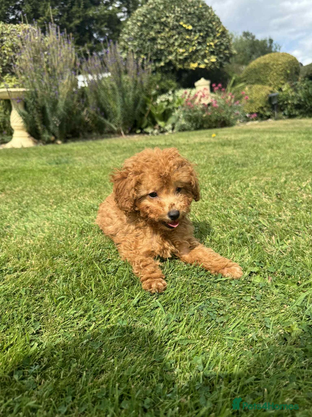Toy Poodle dogs for sale: Toy poodle puppies looking for their forever home  - Image 16