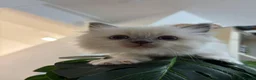 Ragdoll cats for sale: 4 beautiful, gentle, fluffy and active kittens  in Glasgow - Advert 18