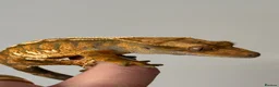 Gecko reptiles for sale: Extreme harlequin pinner - Advert 2