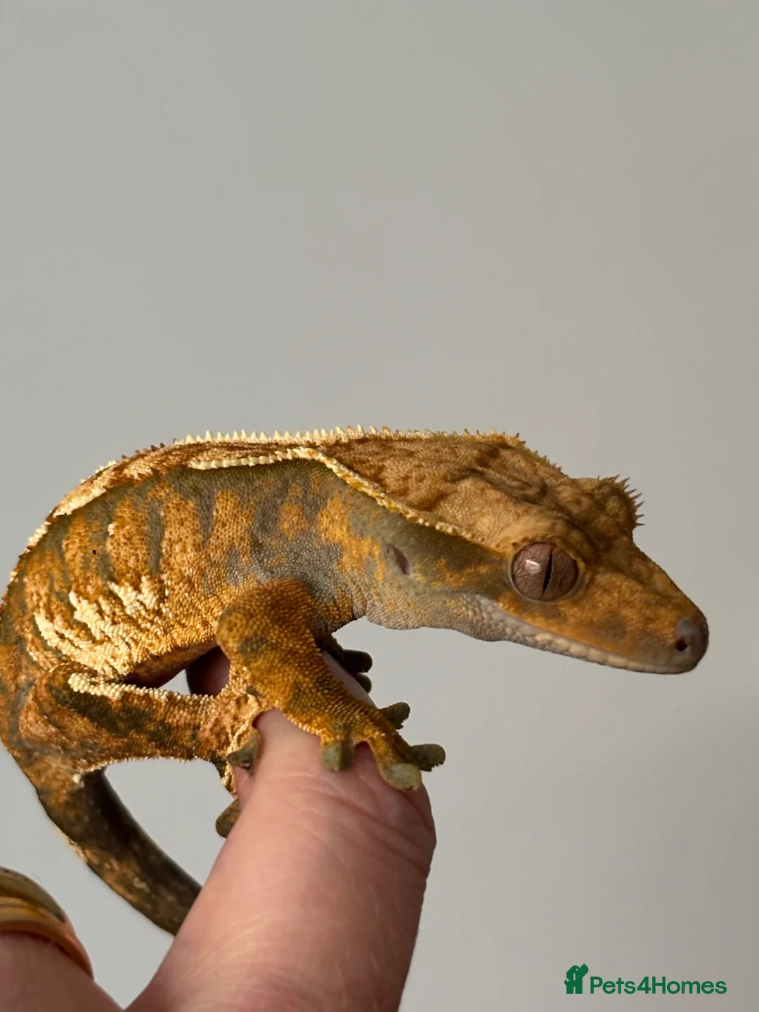 Gecko reptiles for sale: Extreme harlequin pinner - Advert 2