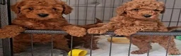 Maltipoo dogs for sale: F1B maltipoo puppys - Advert 4