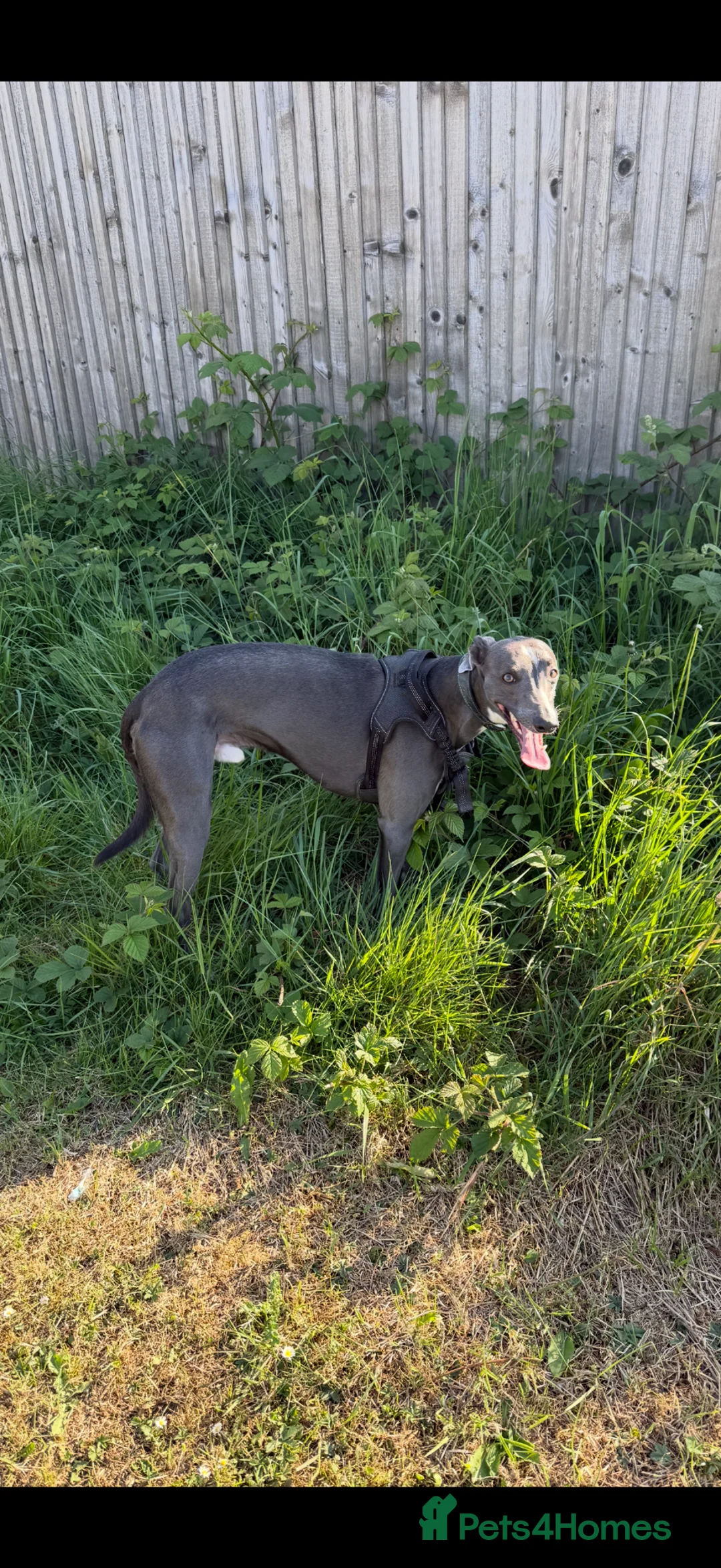 Whippet dogs for stud: KC Registered Blue Whippet Proven Stud in Middlesbrough - Advert 5
