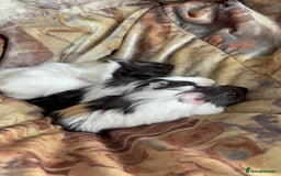 Guinea Pig rodents for sale: LONG HAIRED GUINEA PIGS 2 Boys 1 Girl - Image 12