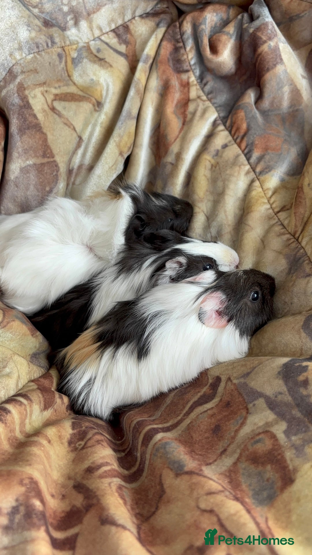 Guinea Pig rodents for sale: LONG HAIRED GUINEA PIGS 2 Boys 1 Girl - Image 12