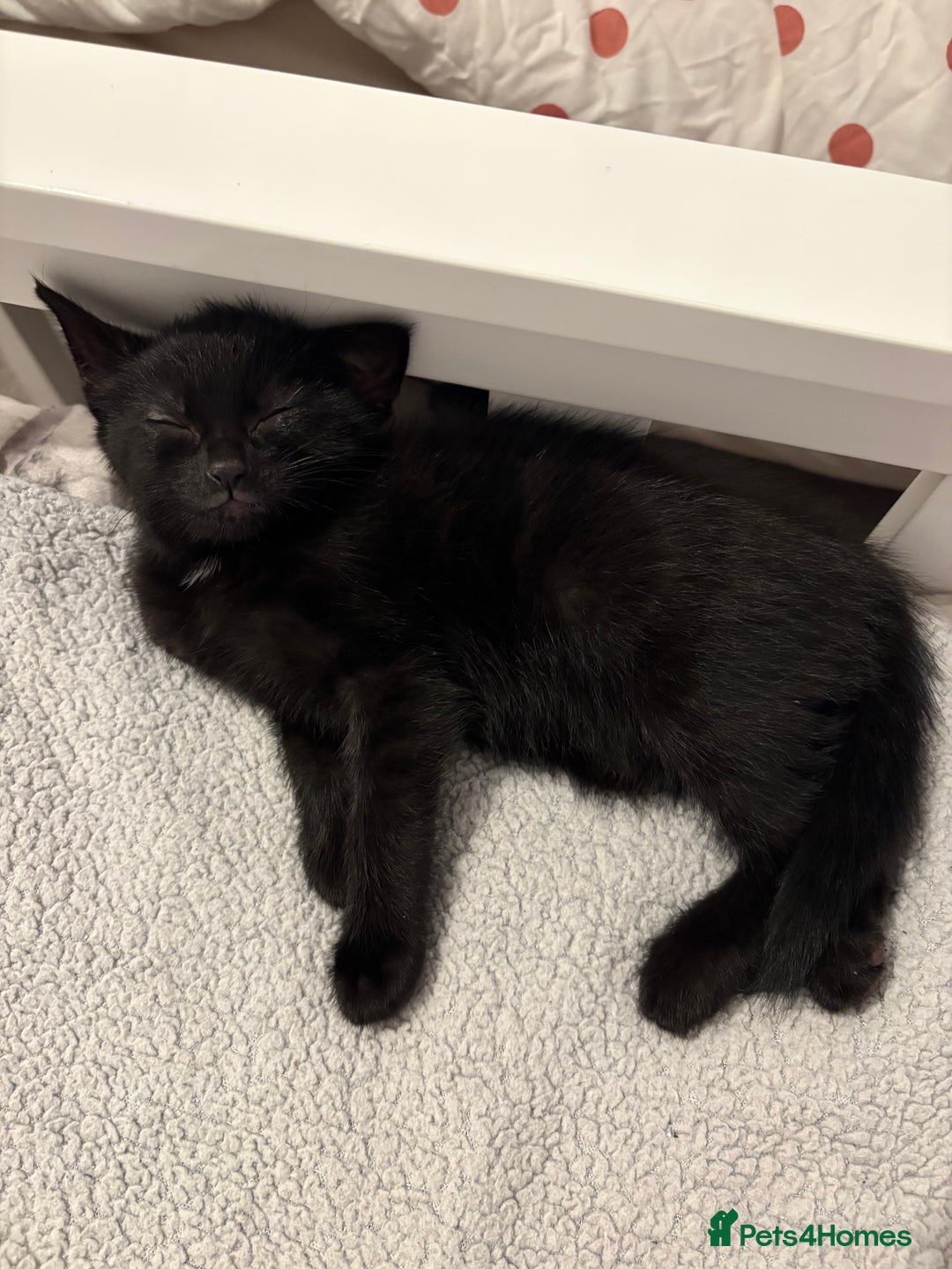 Mixed Breed cats for sale: girl kitten ready to go  - Advert 8