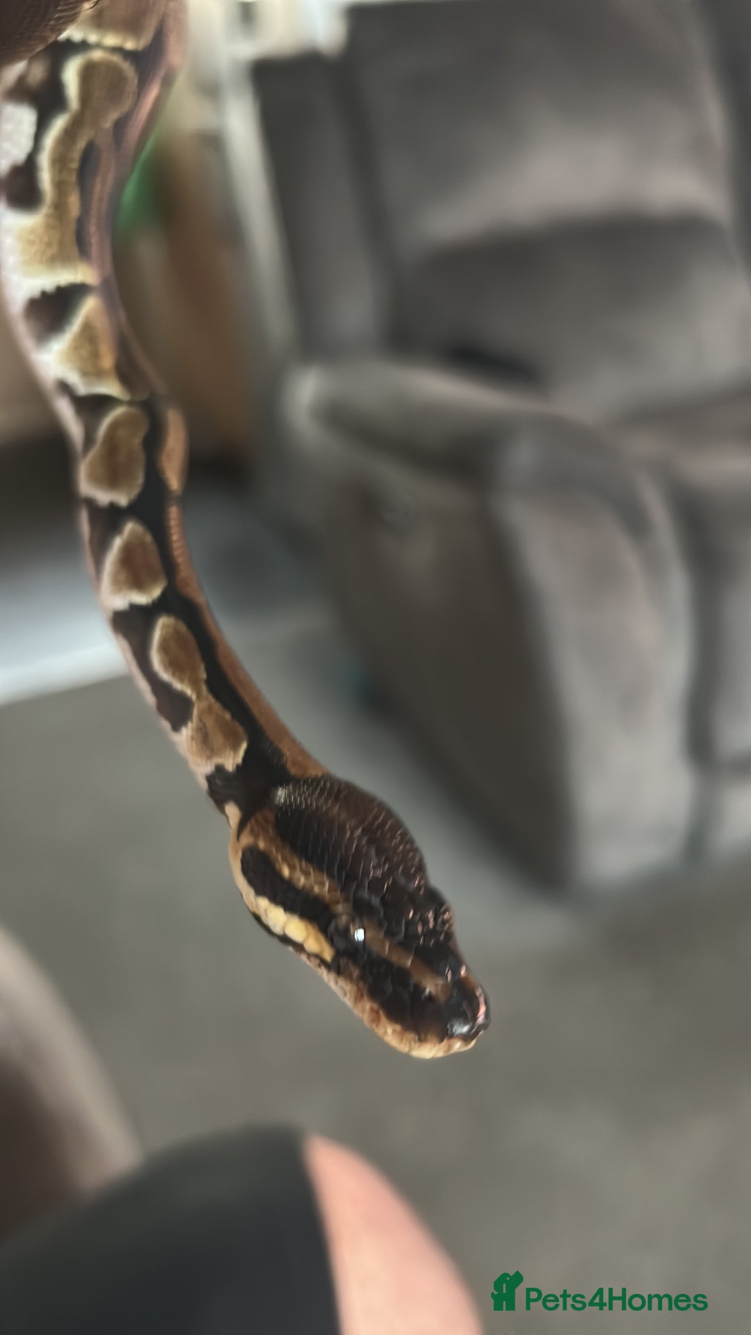 Python Snake reptiles for sale: Ball python - Advert 1