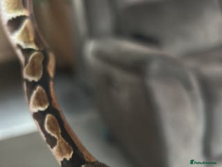 Python Snake reptiles Ball python - Advert 4