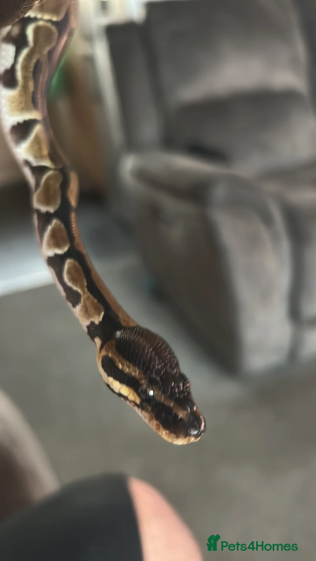 Python Snake reptiles for sale: Ball python - Advert 1