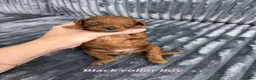 Toy Poodle dogs for sale: FALL-IN poodle toys - Advert 3