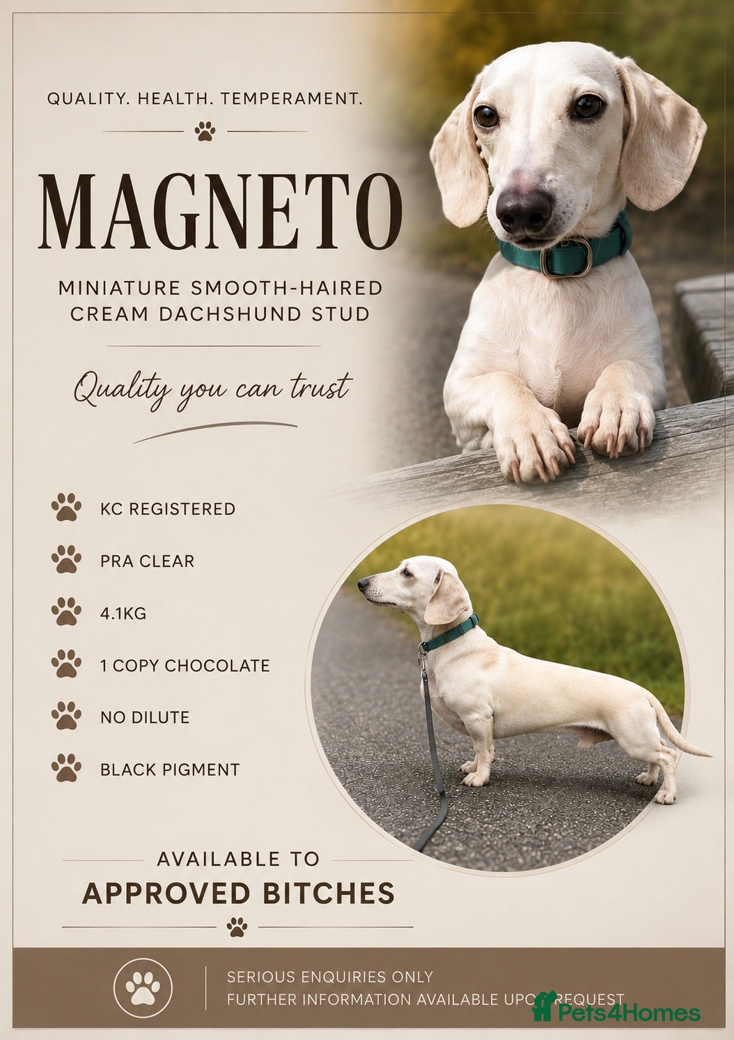 Miniature Dachshund dogs PALE CREAM MINI AT STUD - Advert 2