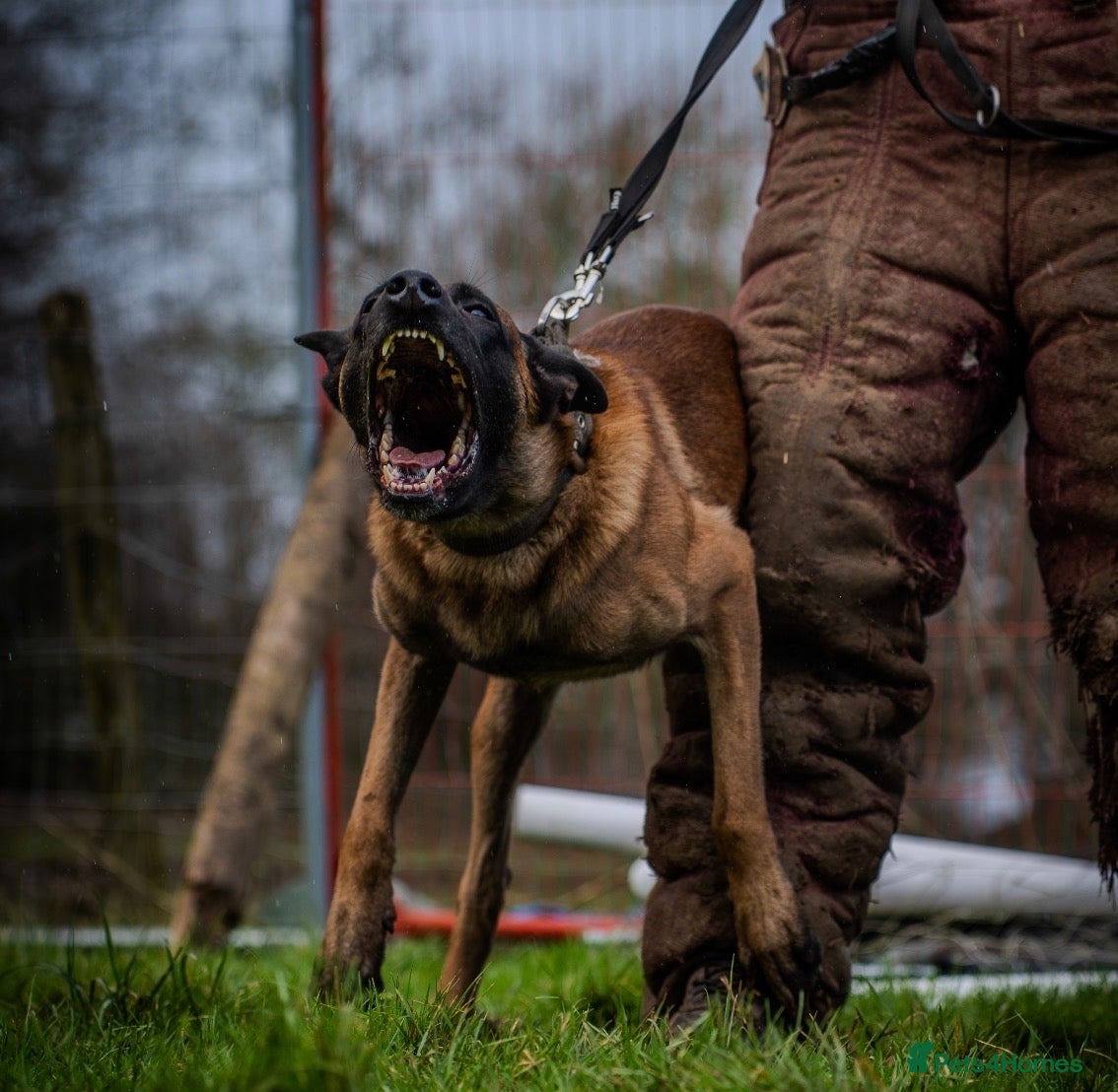 Belgian Shepherd Dog dogs Dutch Herder - Advert 2