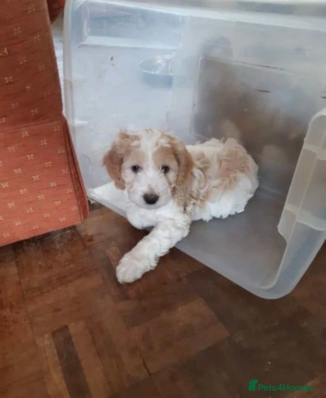 Cockapoo dogs for stud: Experienced Health Testa Cockapoo F1B Stud in Southampton - Image 5
