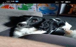 English Springer Spaniel dogs for sale: Male English springer spaniel - Image 5