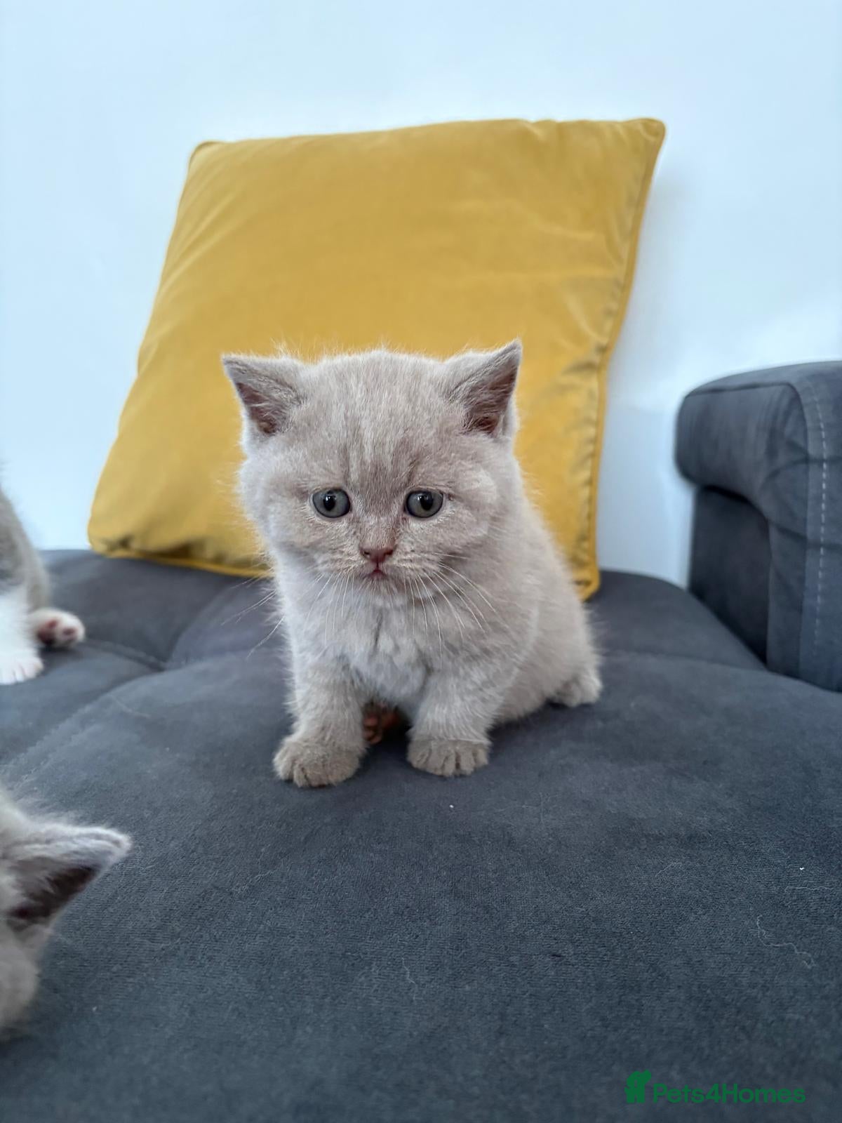 Scottish Fold cats Kittens – Don't Miss Out  - Advert 2