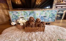 Cockapoo dogs for sale: Cockapoo F1 show type pups, PRIZEWINNING LINES - Image 2