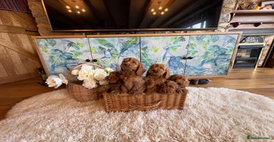 Cockapoo dogs - Advert 3