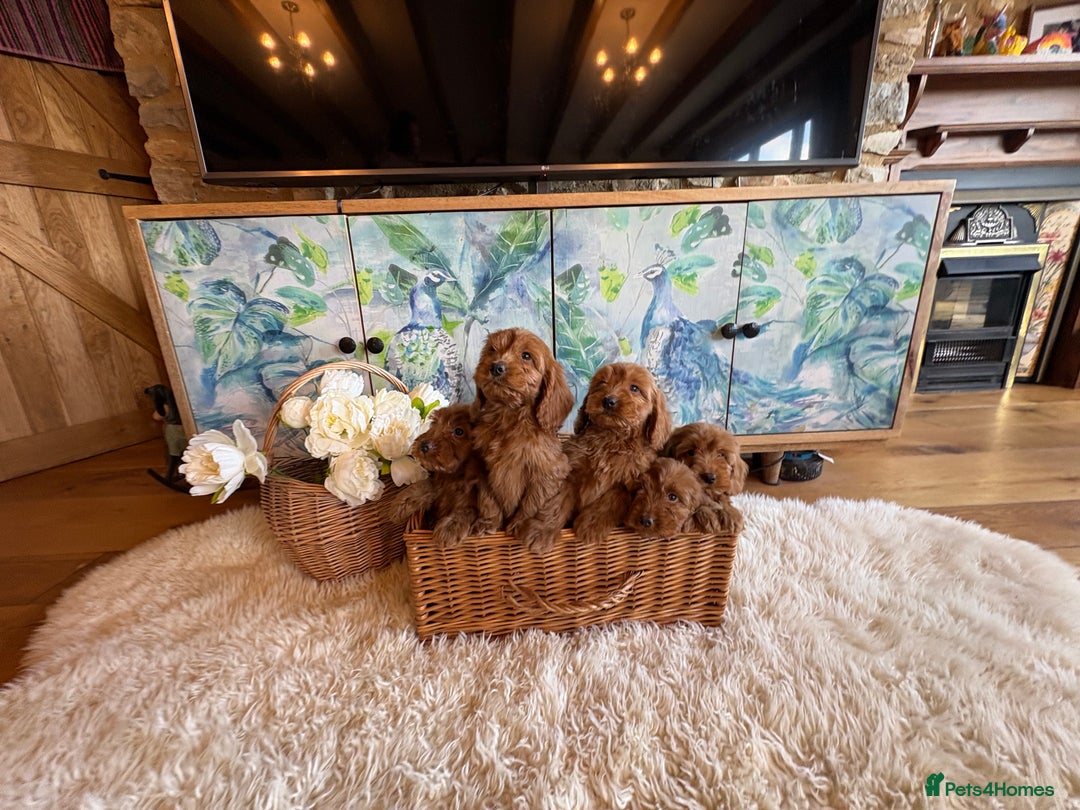 Cockapoo dogs for sale: Cockapoo F1 show type pups, PRIZEWINNING LINES - Image 2