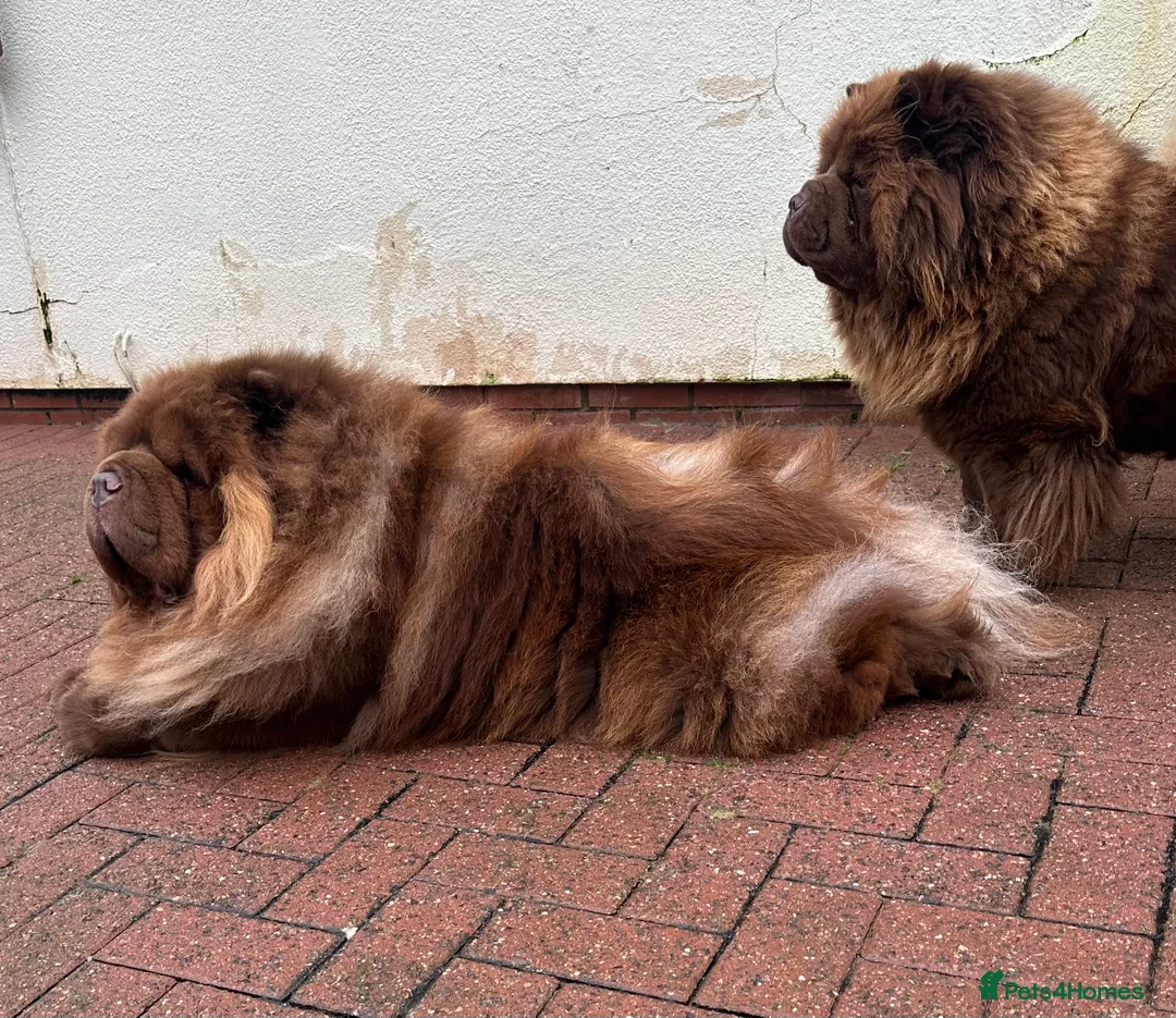 Chow Chow dogs for stud: Chocolate delight Bruno - Advert 4