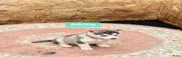 Siberian Husky dogs for sale: 1 boy and 1 girl  left  - Advert 7