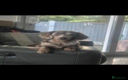 Miniature Dachshund dogs for stud: MIniture Dachshund Stud - Image 8