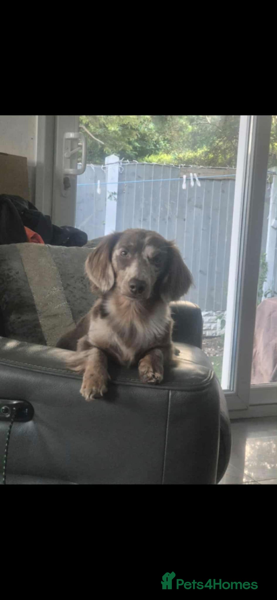 Miniature Dachshund dogs for stud: MIniture Dachshund Stud - Image 8