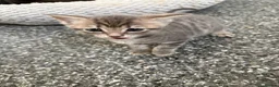 Mixed Breed cats for sale: 6 Hand-Reared Kittens Looking for Loving Homes - Advert 4