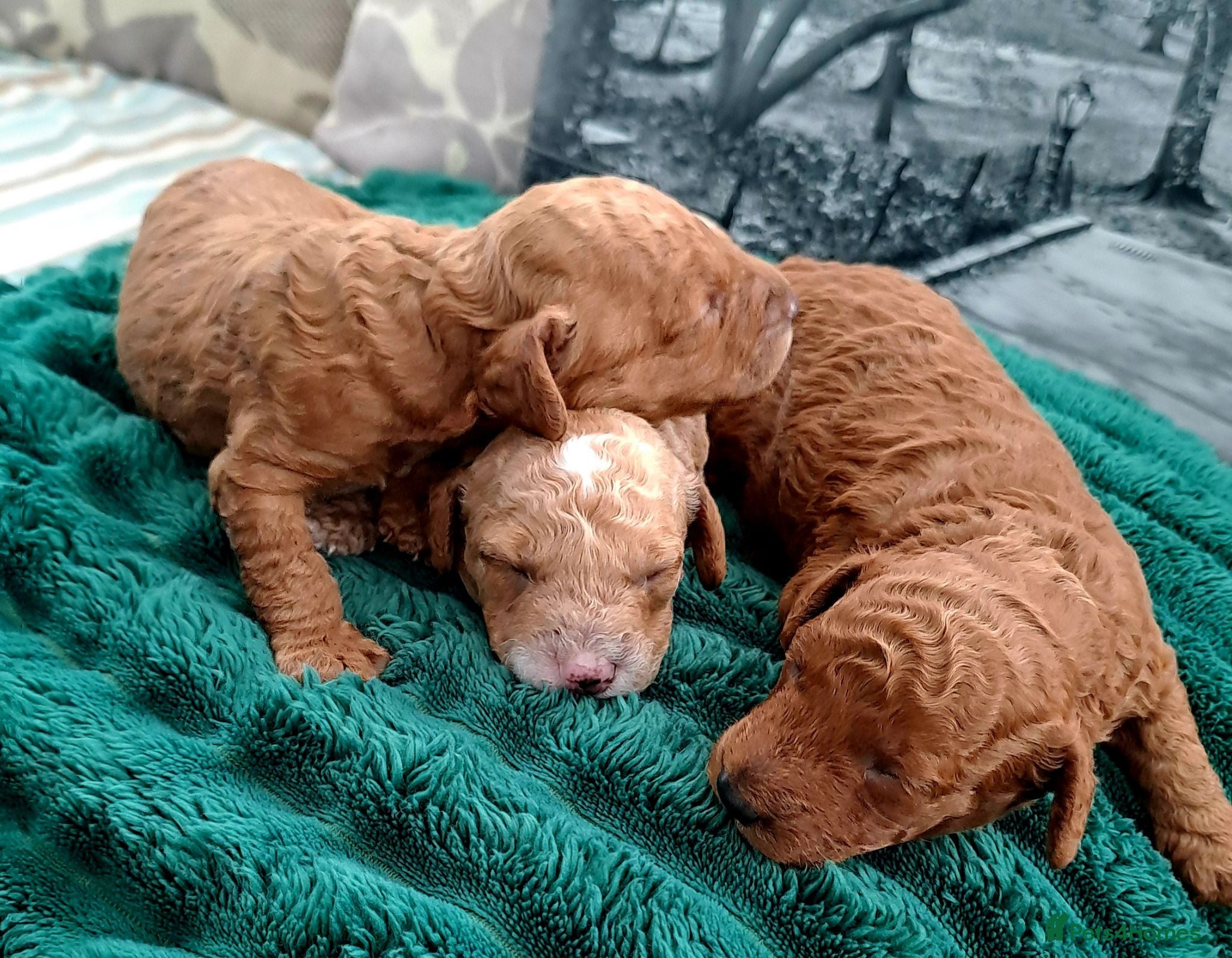 Miniature Poodle dogs KC MINIATURE POODLES  - Advert 1