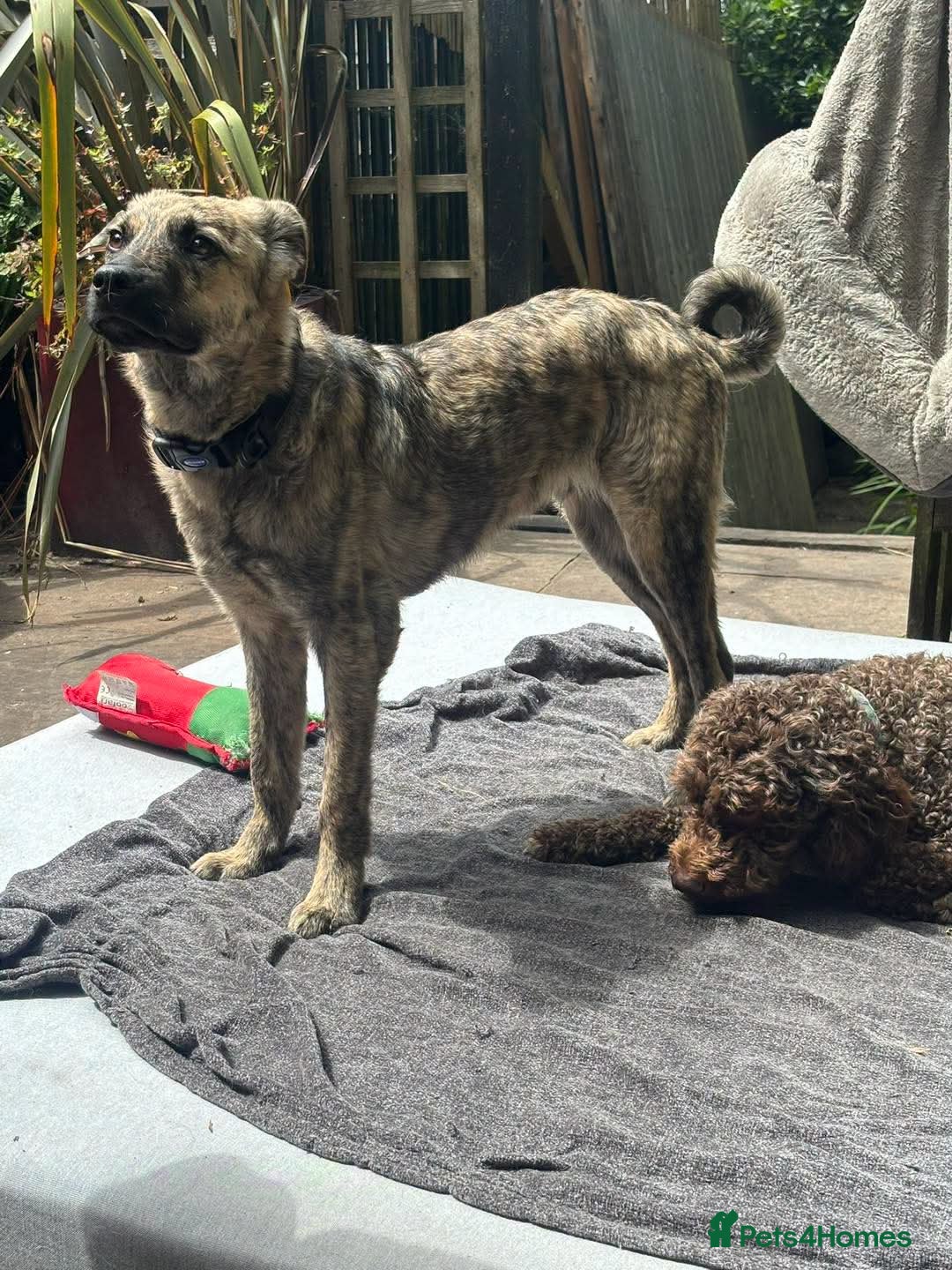 Mixed Breed dogs Meet Chopsey - Advert 1