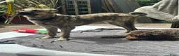 Mixed Breed dogs for adoption: Meet Chopsey in Shaftesbury - Advert 1