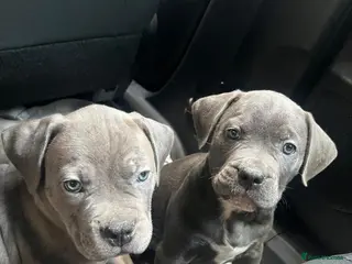 Mixed Breed dogs Cane corso mix - Advert 5