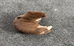 Siberian Husky dogs for sale: Beautiful husky pups 🔥 only 3 male pups left 🔥 - Advert 30