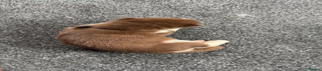 Siberian Husky Puppy 8