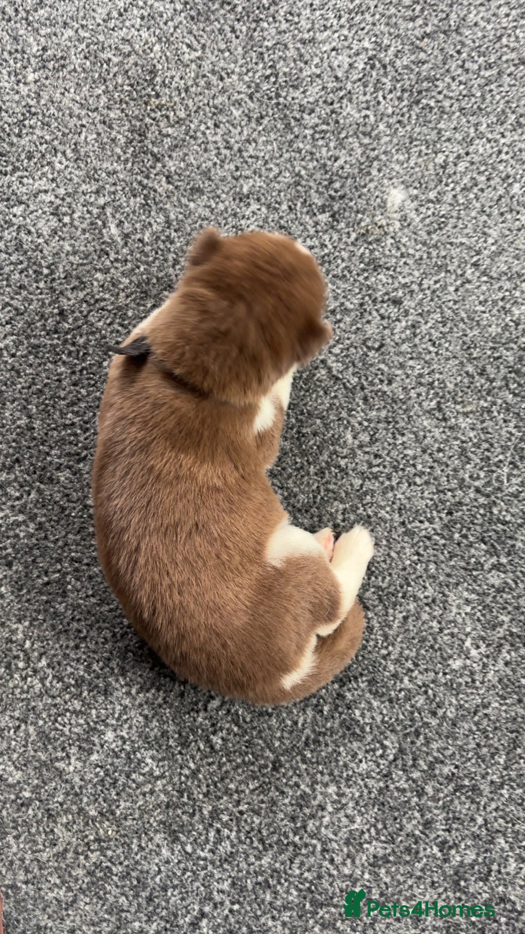 Siberian Husky dogs for sale: Beautiful husky pups 🔥 only 3 male pups left 🔥 - Advert 30