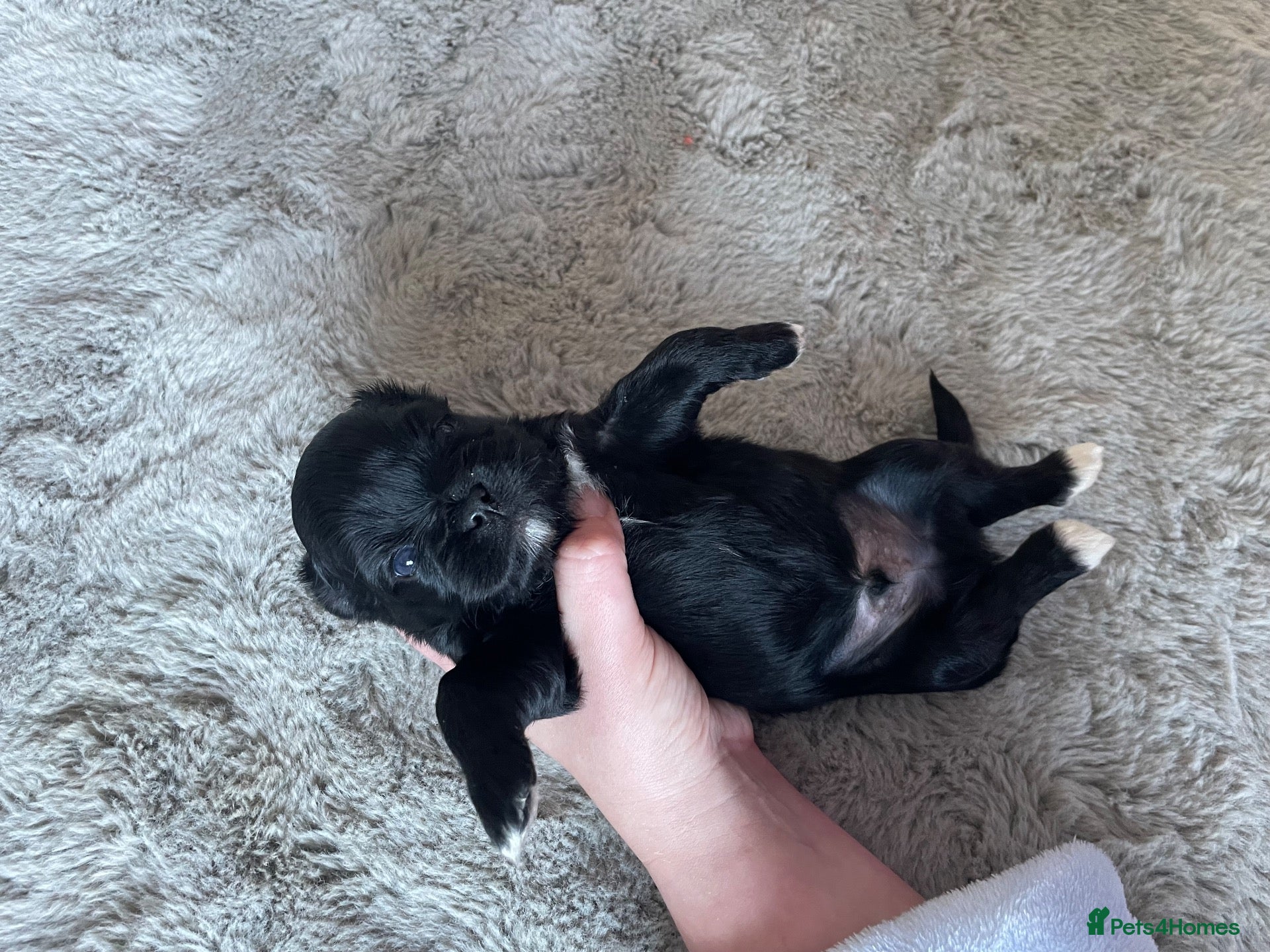 Lhasa Apso dogs for sale: BLACK BOY LEFT - Stunning Lhasa Apso Puppies  - Advert 2