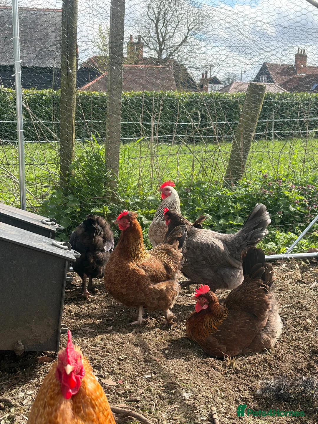 Hens poultry for sale: Various hens  - Advert 3