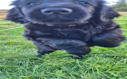 Flat coated Retriever dogs for sale: Flat coat retriever  - Image 19