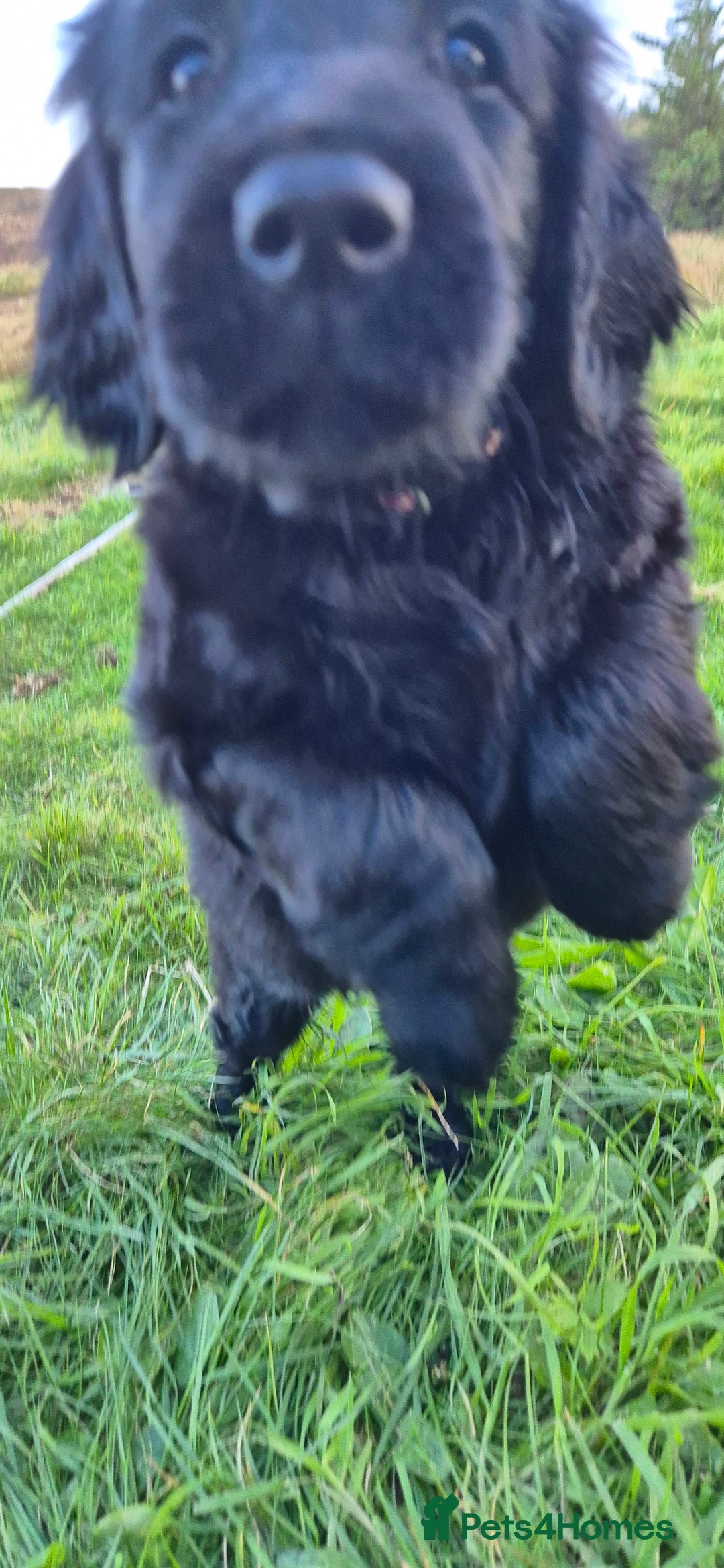 Flat coated Retriever dogs for sale: Flat coat retriever  - Image 19