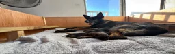 German Shepherd dogs for sale: KC registered German shepherd puppies  - Advert 2