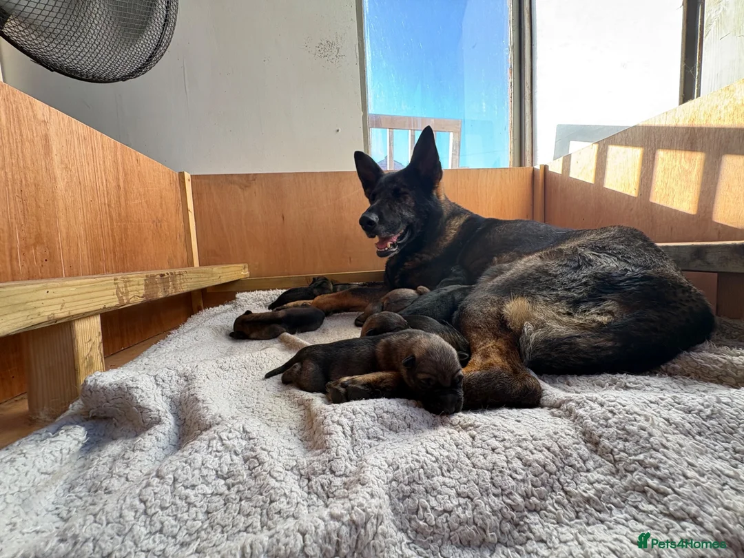 German Shepherd dogs for sale: KC registered German shepherd puppies  - Advert 2