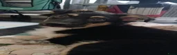 Border Collie dogs for sale: 21 weeks old border collie  in Chorley - Advert 5