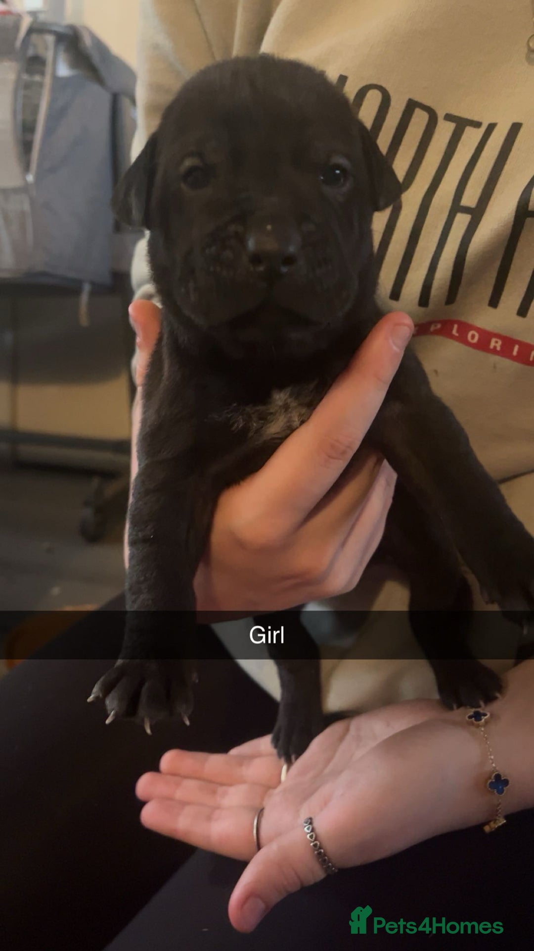 Mixed Breed dogs for sale: Pups for sale - Image 6