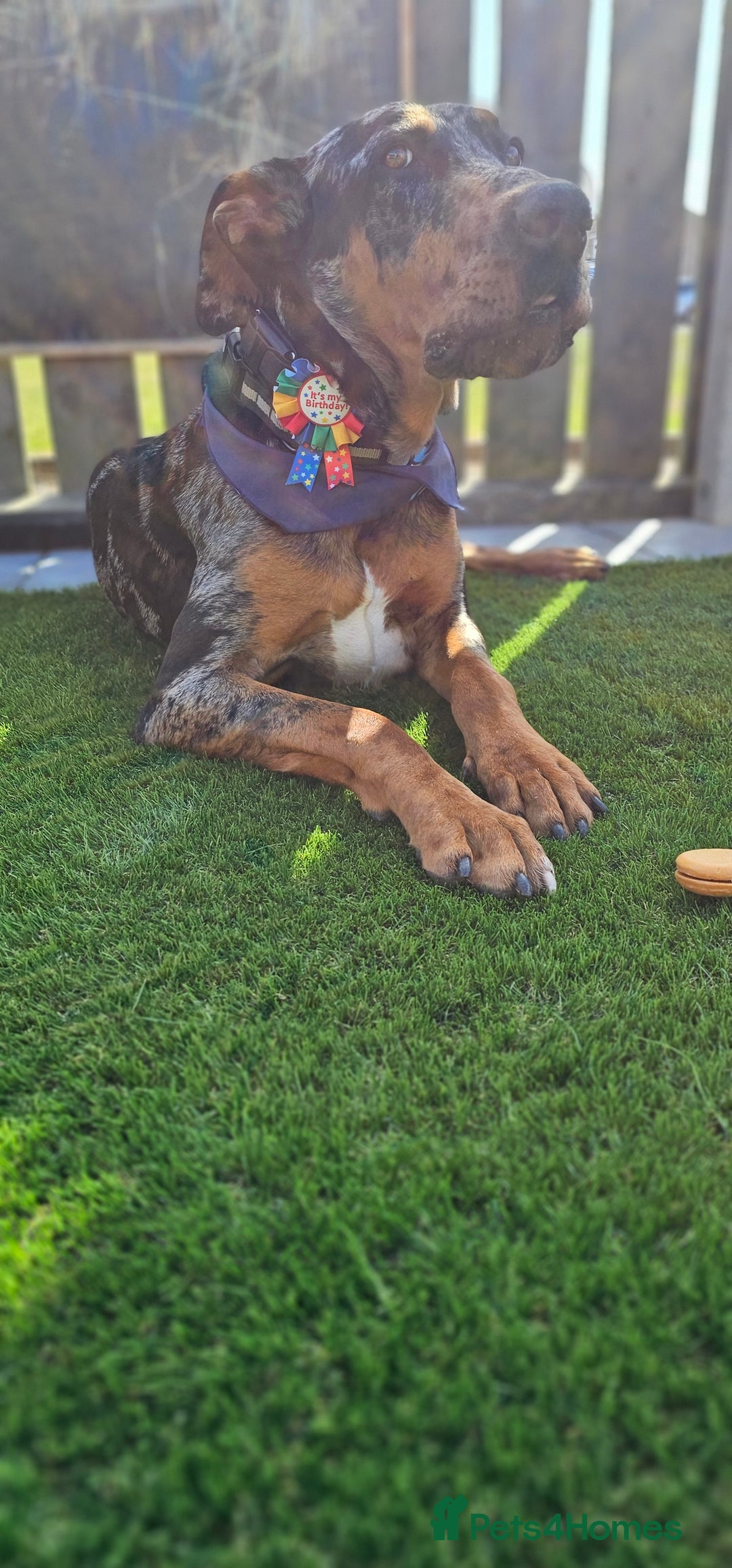 Mixed Breed dogs for sale: Beautiful male doberman  - Advert 4