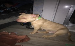 American Bully dogs for stud: Sandy merle - Image 2