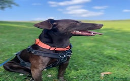 Mixed Breed dogs for adoption: Poppi chocolate Lab cross pointer - Advert 9