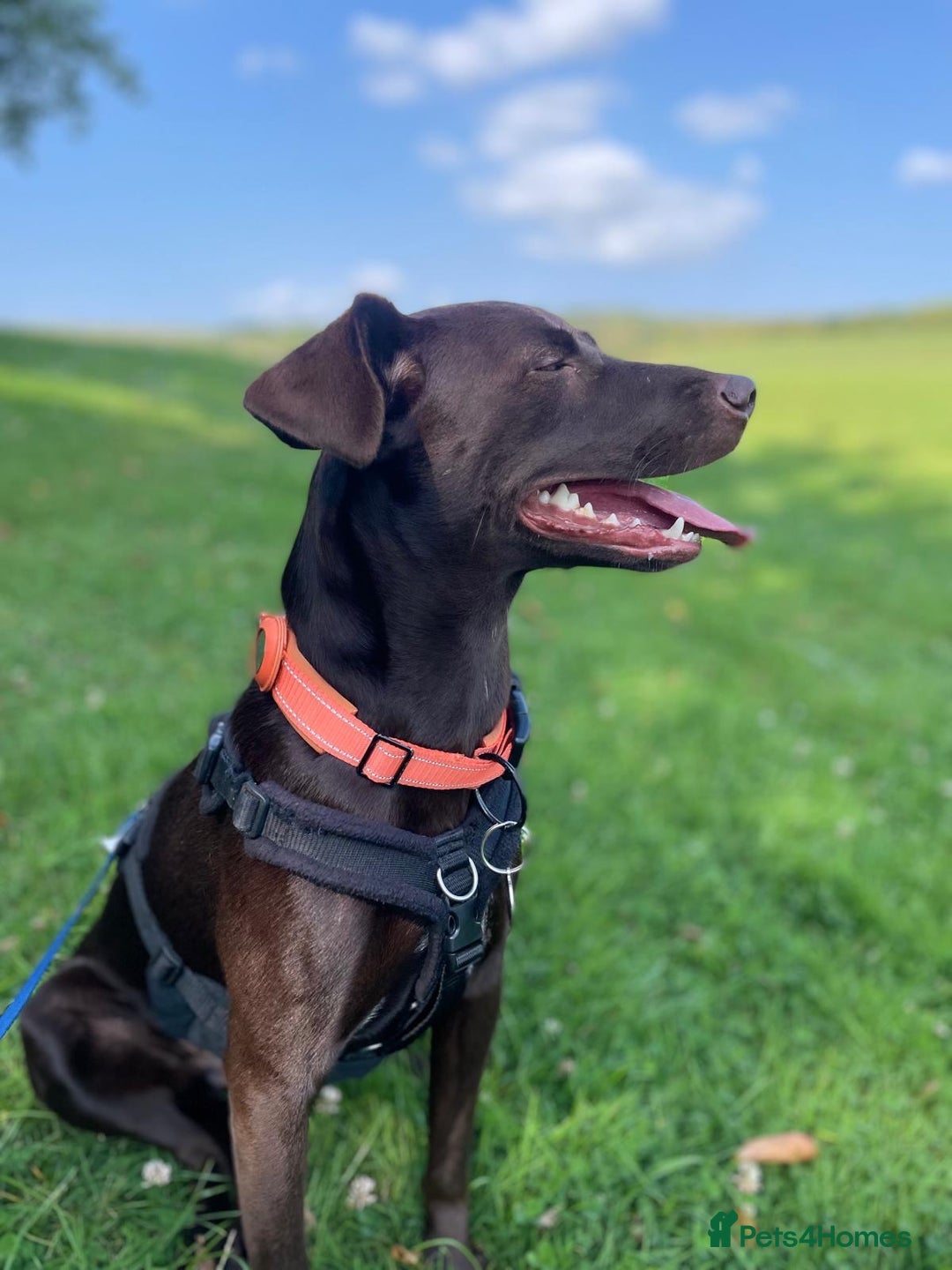 Mixed Breed dogs for adoption: Poppi chocolate Lab cross pointer - Advert 9