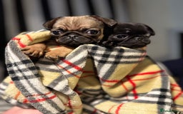 Pug dogs for sale: Beautiful pug puppies - Advert 1