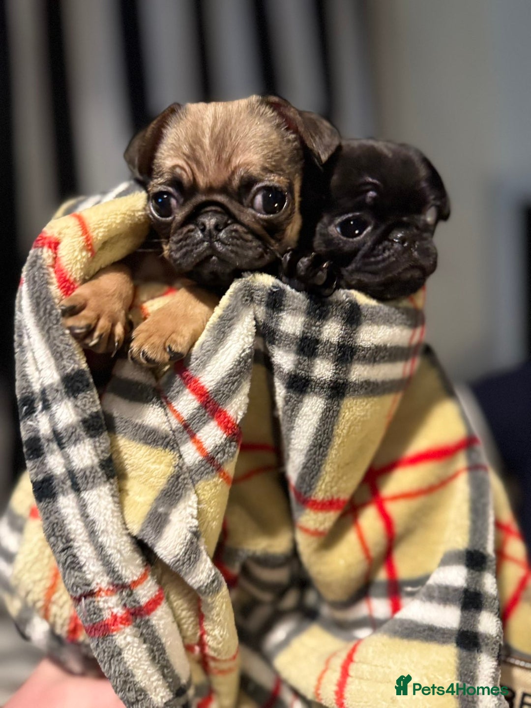 Pug dogs for sale: Beautiful pug puppies - Advert 1