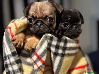 Pug dogs Beautiful pug puppies - Advert 1