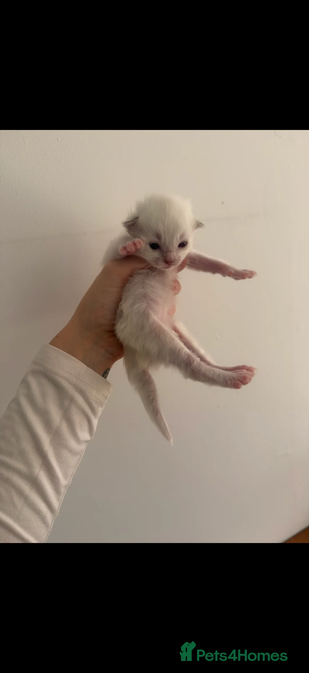 Ragdoll cats for sale: Pedigree Ragdoll Kittens - Advert 2